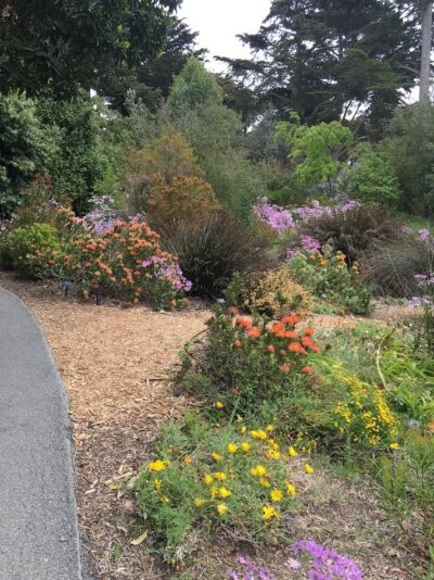 South African plants