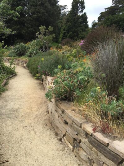 Rushes and Euphorbias above wall