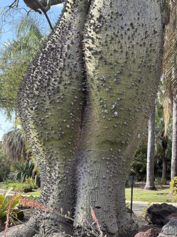 thorns and bulbous trunk of Chlorisia