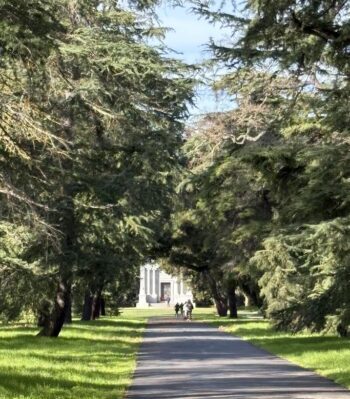 Deodar Cedars Framing a walk