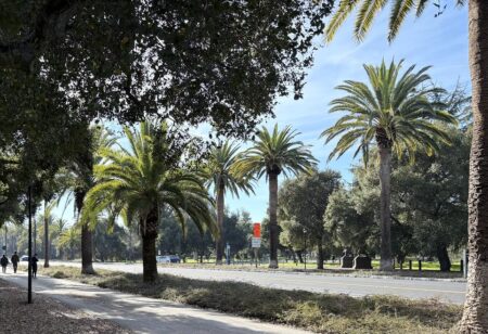 Palm Drive at Stanford