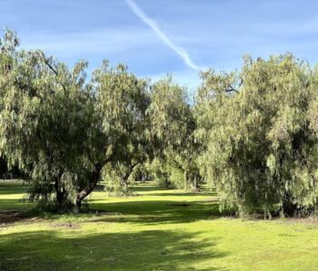 California Pepper Trees