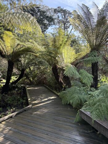 Giant Tasmania Tree Ferns