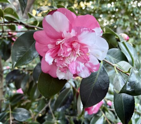 Camellia Blossom with candy cane stripes