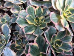 Variegated Branching Aeonium. plants for pots