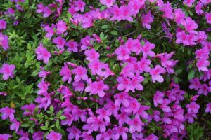 Azalea 'formosa'. plants for pots