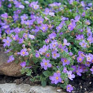 Lavender bacopa- Sutera hybrid. Plants for pots