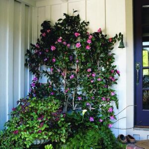 Camellia sasanqua -espalier. plants for pots