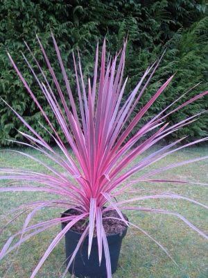 Cordyline 'electric pink'. plants for pots