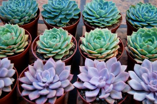 Echeveria hybrids. plants for pots
