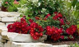 Rosa 'flower carpet' in red. plants for pots