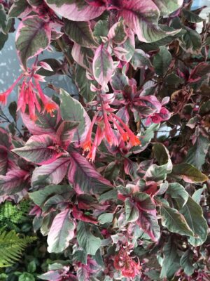 Fuchsia 'gartenmeister bonstedt'. plants for pots