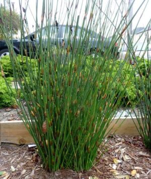 Chondropetalum tectorum-Dwarf Mat Rush. plants for pots