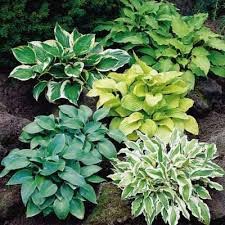 Hosta- mixed hybrids. plants for pots