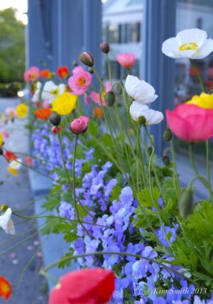 Icelandic Poppies with Pansies. plants for pots