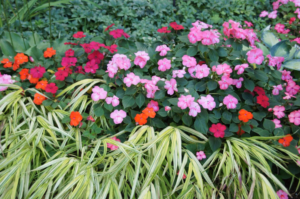 Impatiens with Japanese Forest Grass. plants for pots