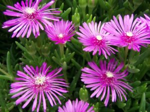 Lampranthus spectabilis- small leaf Iceplant. plants for pots