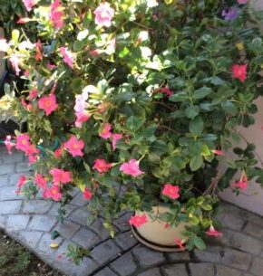 Mandevilla climbing on trellis. plants for pots