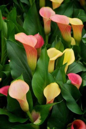 Calla lilies in unusual colors. plants for pots