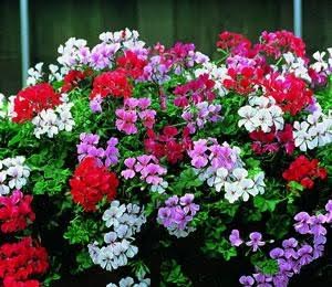 Ivy Geraniums- pelargoniums in mixed colors. plants for pots