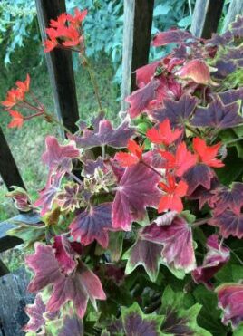 Pelargonium 'vancouver centennial'. plants for pots