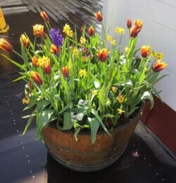 Potted Bulb mix. plants for pots