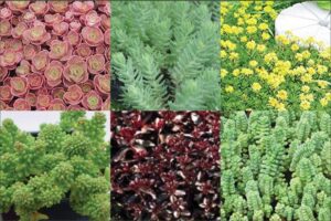Mix of Sedums. plants for pots