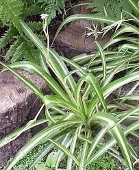 Spider plant- variegated. plants for pots.