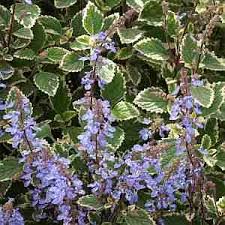 Plectranthus with flowers. plants for pots
