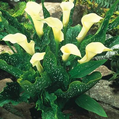 Variegated Calla lilies. plants for pots