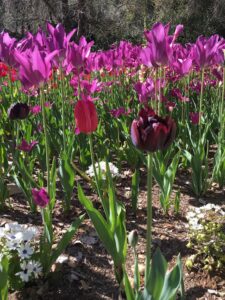Magenta Tulips at the Descanso Garden Tulip Mania. Tulips herald spring blog.