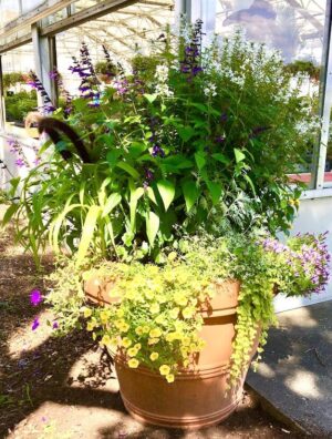 Large terra cotta pot with salvia and million bells. pots for plants.