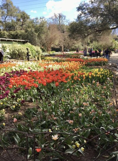 Descanso Tulip Mania on the Promenade. Tulips Herald Spring.
