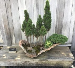 Bonsai Italian Cypress in a Driftwood piece. Pots for plants