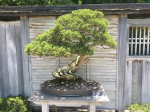 Bosai Juniper in a shallow ceramic bowl. Pots for plants.