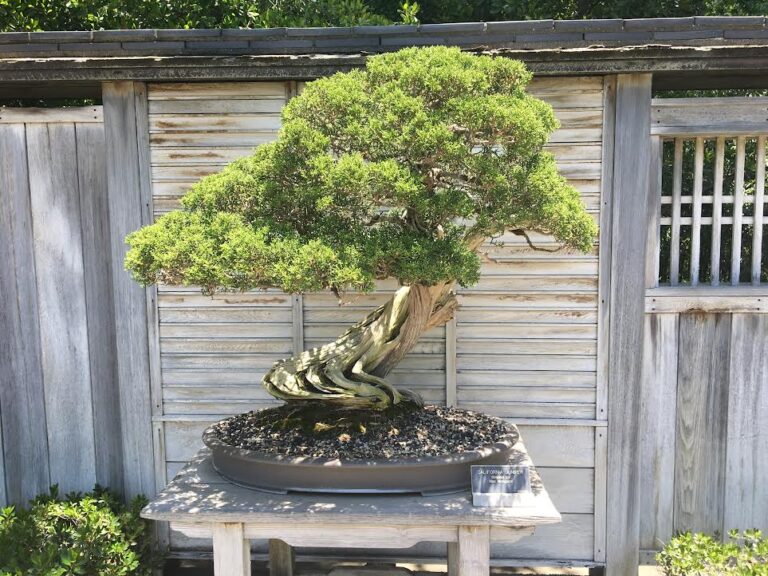 Bosai Juniper in a shallow ceramic bowl. Pots for plants.