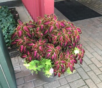 Coleus and Petunia in a plastic pot. Pots for plants