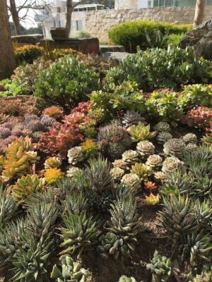 Haworthia and Echeveria in succulent bed at the Getty Center