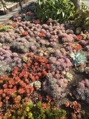 Succulent Bed of mixed Echeveria mostly- Getty Center