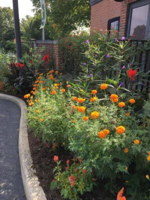 Flower Border for Park Strip Plantings