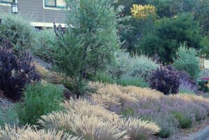 low water plants for Use in Park Strip Plantings