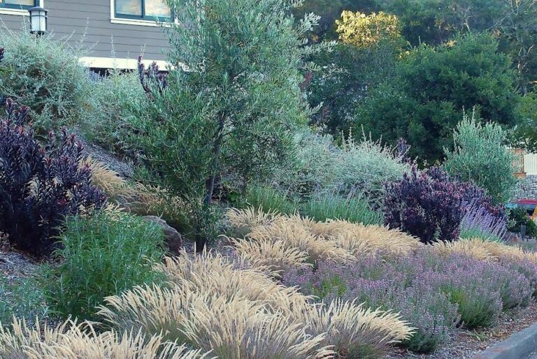 low water plants for Use in Park Strip Plantings