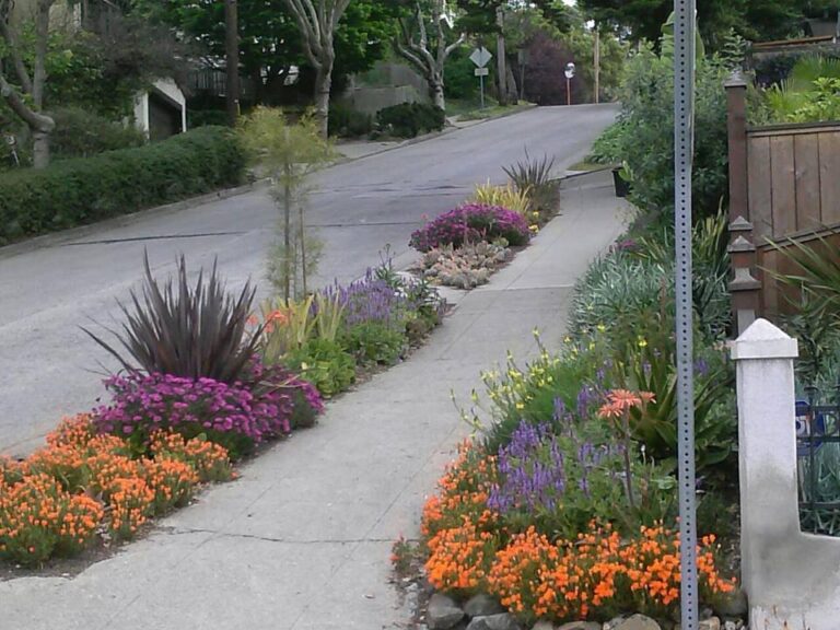 Park Strip with low water plants and succulents. Park Strip Plantings