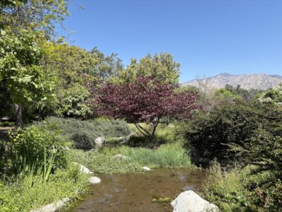 Cercis 'Forest Pansy' at the end of the pond in the perennial garden