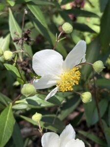 Carpenteria californica- Bush Anemone blossom. California Botanical Garden