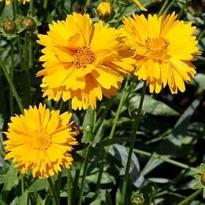 Coreopsis lanceolata