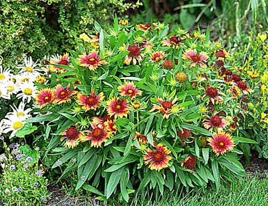 Gaillardia- Blanket Flower