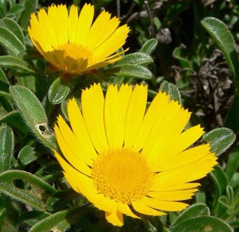 Pallenis maritima- Gold Coin