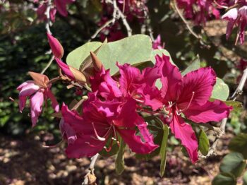 Tropical trees grow in LA County like this Bauhinia