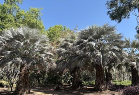 Chilean Blue Palms at the LA Arboretum